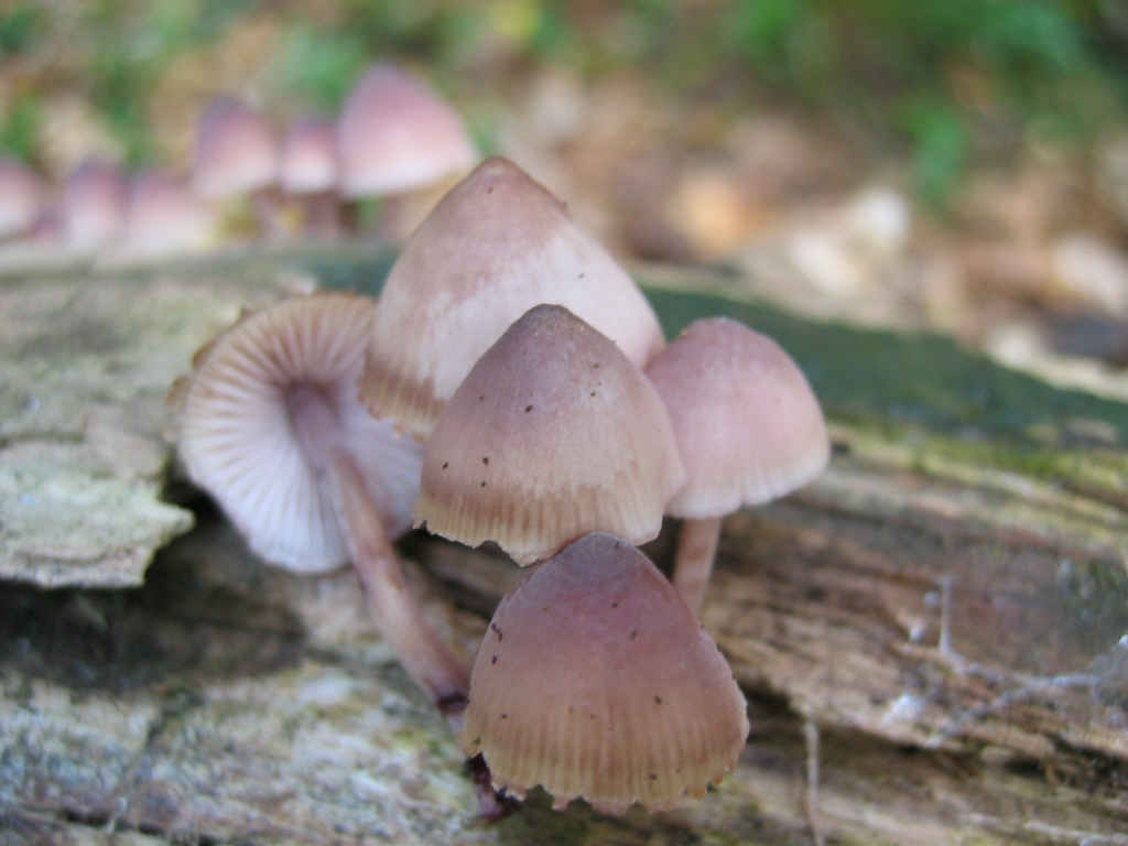 2005 :  Un anno di funghi